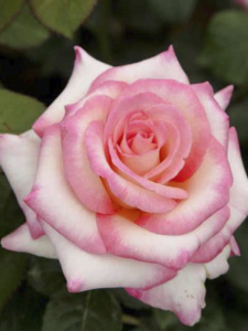 Pembe Beyaz Gül 40Cm-60Cm