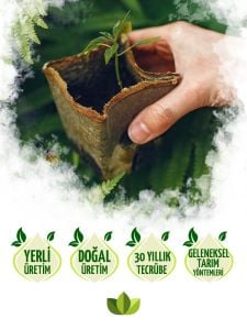 Yeşil Ladin Yılbaşı Çamı Ağacı Fidanı 40Cm-60Cm