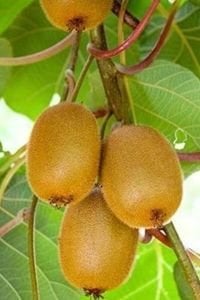 Kenolbey Kivi Fidanı 150 Cm 200 Cm