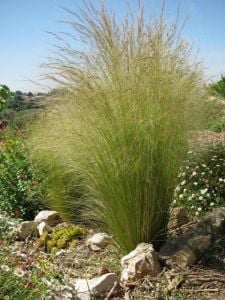 Meksika Sorguç Otu 40Cm-60Cm
