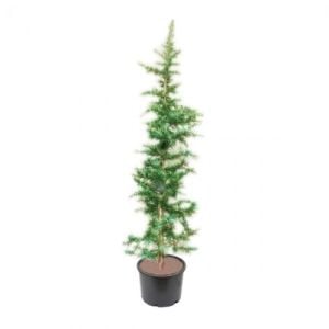 Yeşil Atlas Sediri Fidanı 200Cm-250Cm