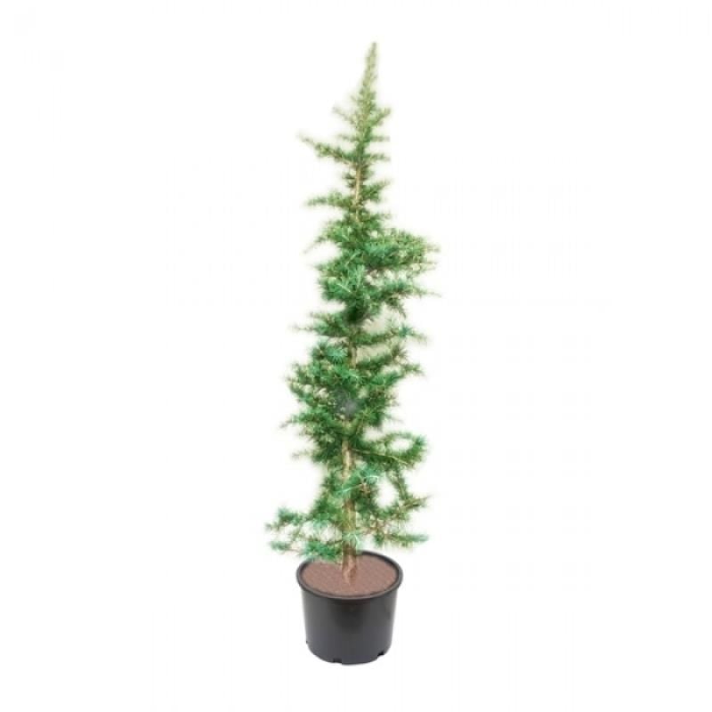 Yeşil Atlas Sediri Fidanı 80Cm-100Cm
