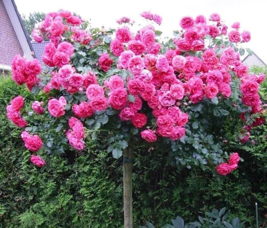 Pembe Baston Gülü 5 Yaşında 100Cm-120Cm
