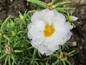 Beyaz İpek Çiçeği Fidesi 5Cm-15Cm 30 Adet