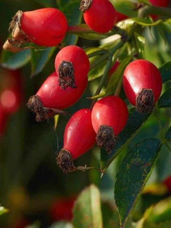 Rosa Canina Dikensiz Kuşburnu Fidanı 40 Cm 60 Cm