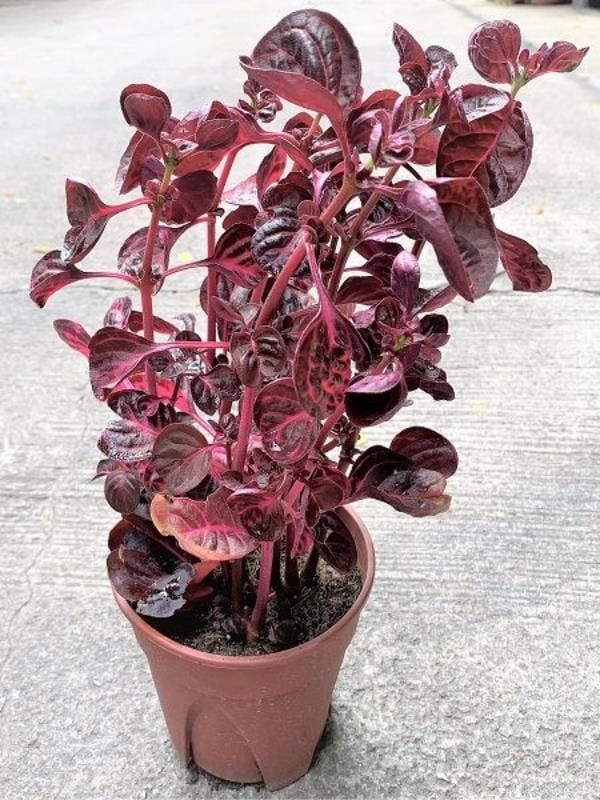 Çingene Şalvarı Bitkisi 20Cm-40Cm