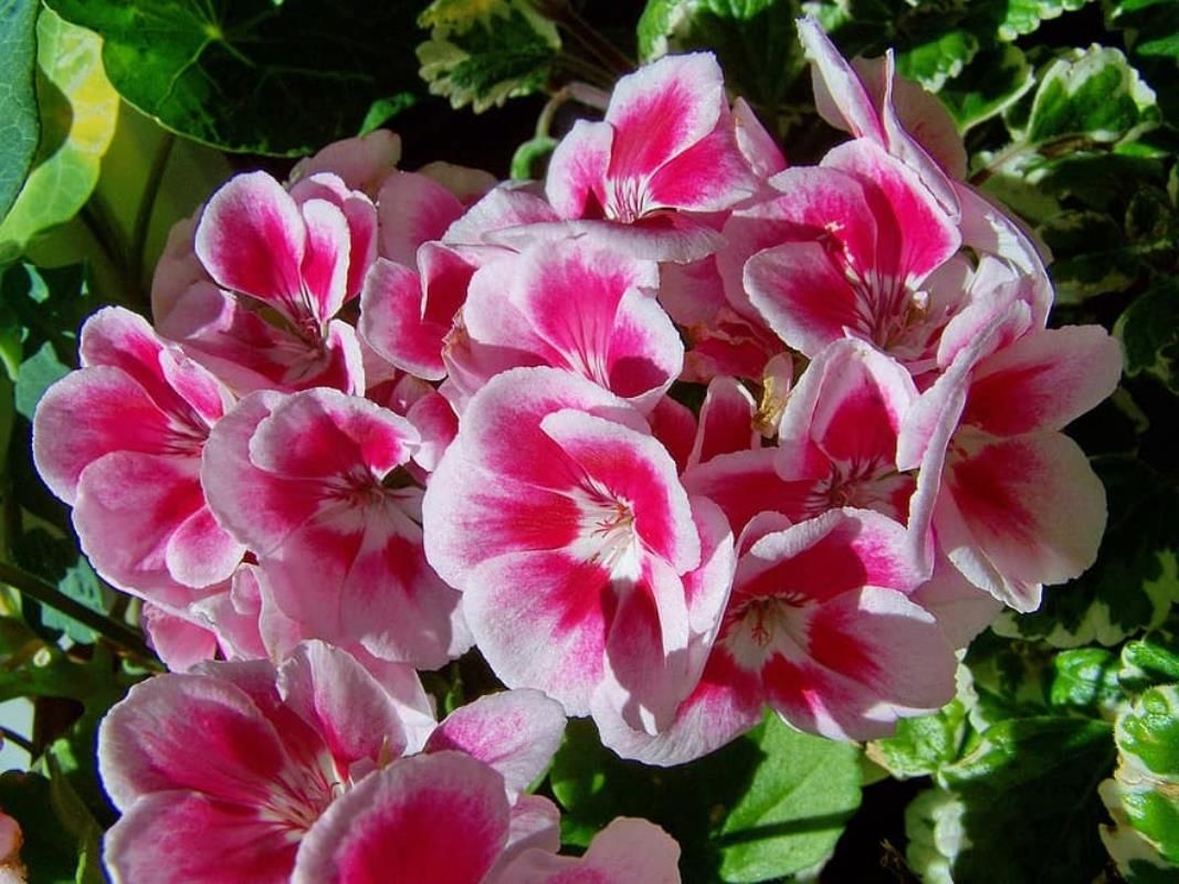 Pembe Beyaz Alacalı Sardunya Çiçeği Fidanı 10Cm-30Cm
