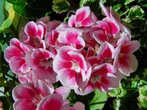 Pembe Beyaz Alacalı Sardunya Çiçeği Fidanı 10Cm-30Cm