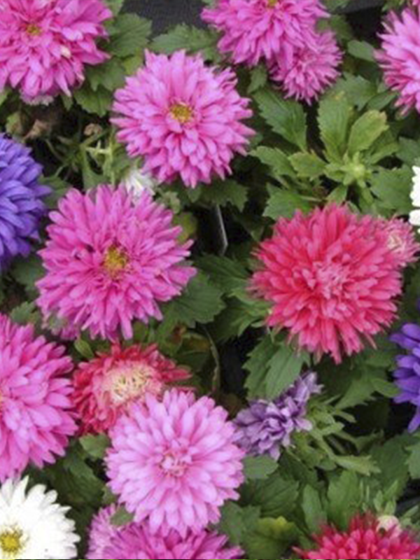 Saray Patı Pembe 10 Adet