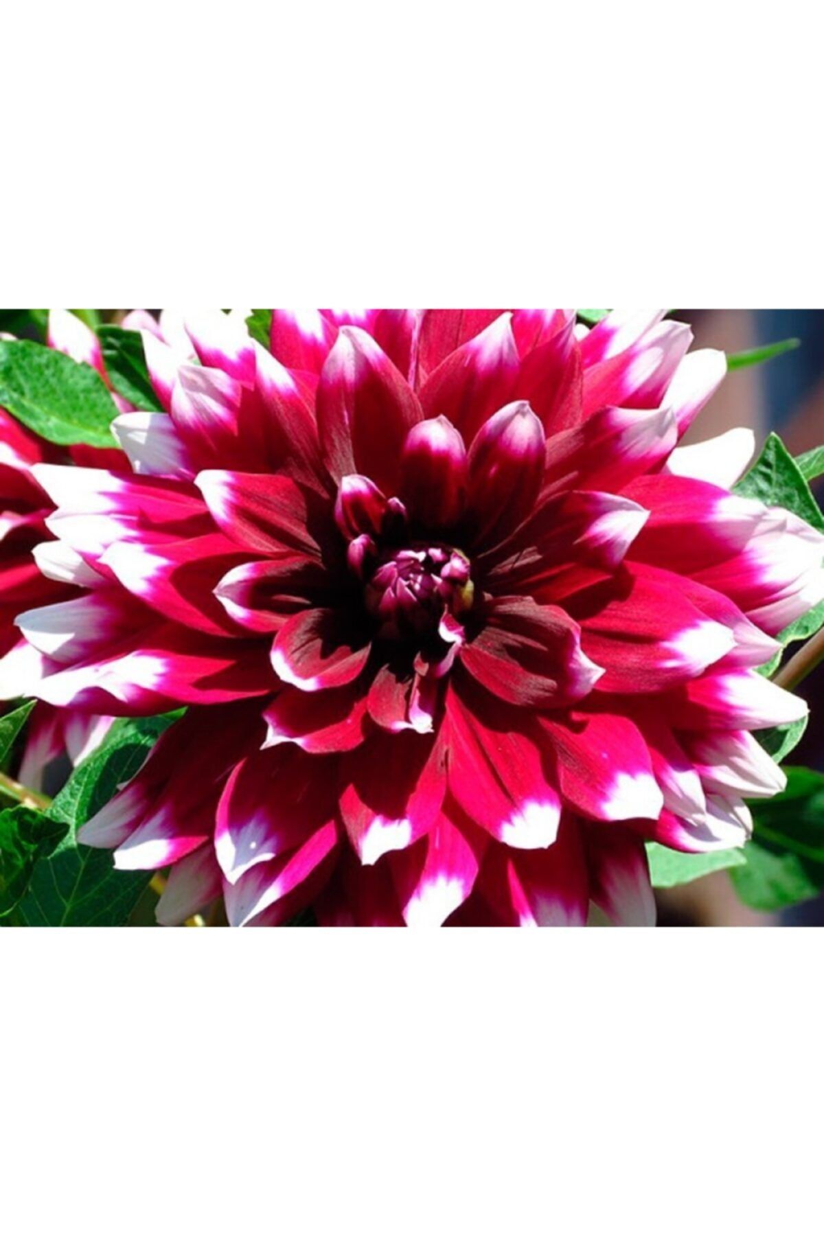 Fuşya Beyaz Benekli Dahlia 40Cm-60Cm