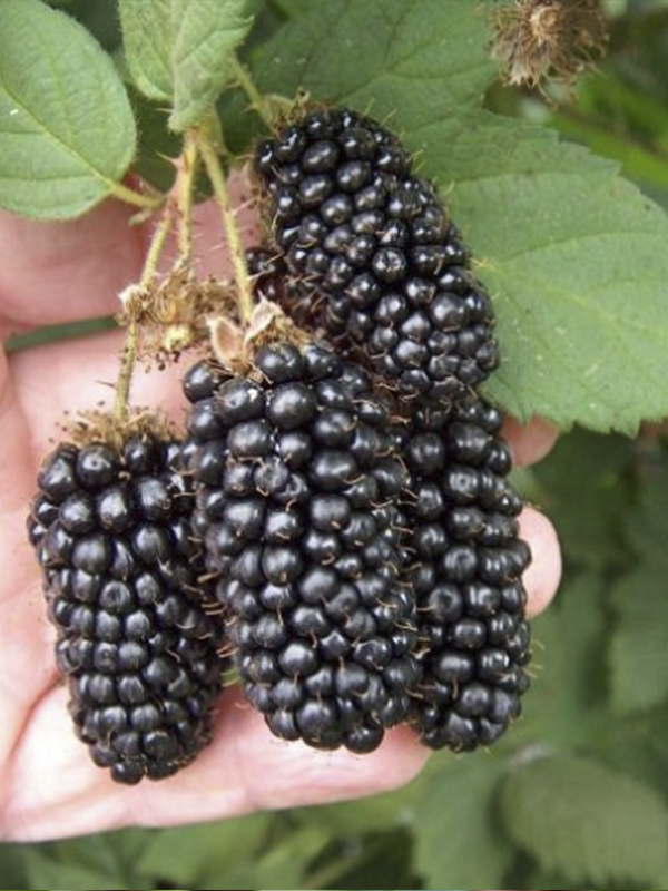 Karaka Black Böğürtlen Fidanı 150 Cm 200 Cm