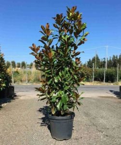 Manolya Ağacı Fidanı 20Cm-40Cm