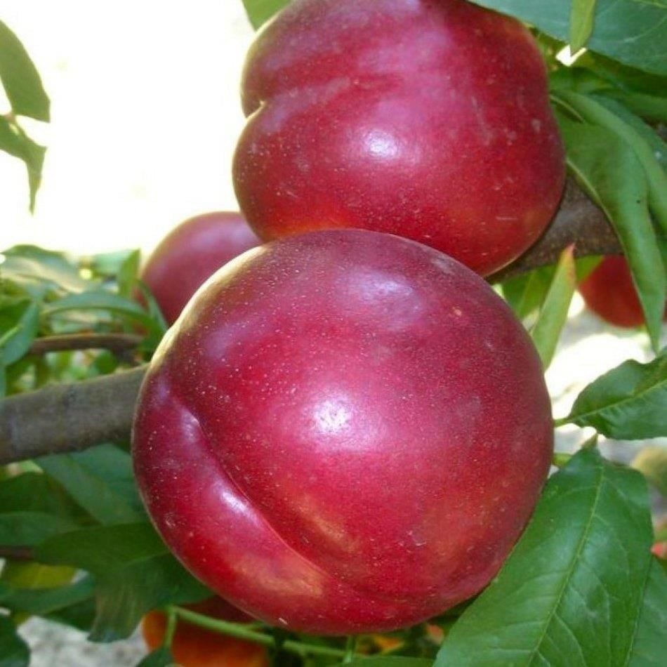 Tüysüz Geç Nektarin 150 Cm 200 Cm