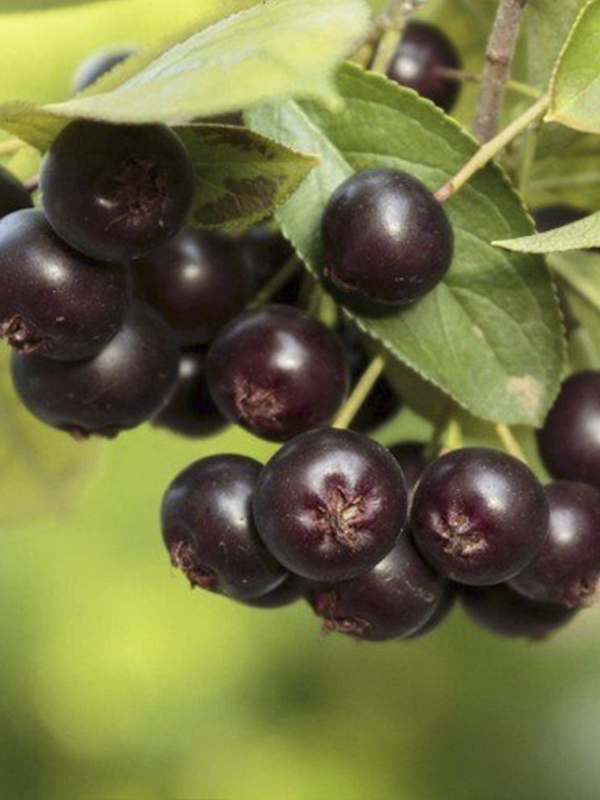 Amit Aronia Berry Fidanı 40 Cm 60 Cm