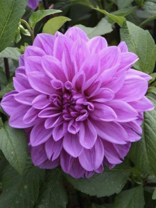 Lila Rengi Dahlia Fidanı 20 Cm 40 Cm