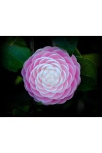 Lila Japon Gülü 100Cm-120Cm