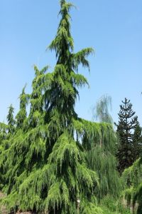 Himalaya Sediri 80Cm-100Cm