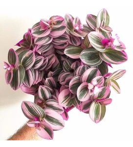 Alacalı Telgraf Çiçeği Fidanı Pembe Yeşil 40Cm-60Cm