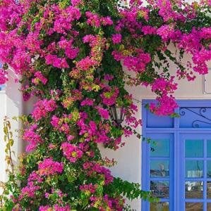 Pembe Sarılıcı Çiçeği Fidanı Saksılı 150Cm-200Cm