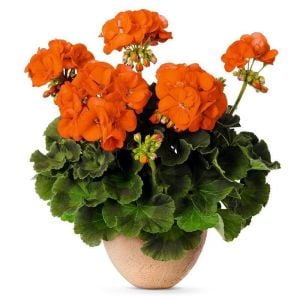 Koyu Turuncu Sardunya Çiçeği Fidanı 10Cm-30Cm