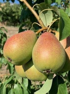 Coscia Armut Fidanı 5 Yaş 150 - 200 Cm