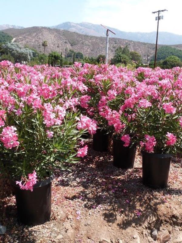 Pembe Zakkum Çiçeği Fidanı Saksılı 40Cm-60Cm