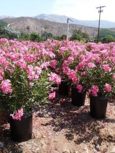 Pembe Zakkum Çiçeği Fidanı Saksılı 40Cm-60Cm