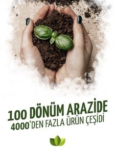 Beyaz Uçları Pembe Begonvil Sarmaşığı Çiçeği Fidanı 150Cm-200Cm