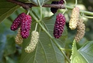 Siyah Meyveli Dut 5 Yaş 150-200 Cm