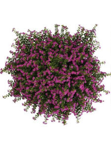 Kufeya Pembe Fide 10 Adet