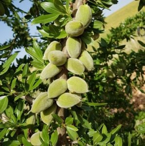 Tuono Tuana Badem Fidanı 5 Yaş 150 Cm 200 Cm