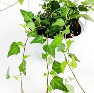 Yeşil Orman Sarmaşığı Büyük Yapraklı 60Cm-80Cm