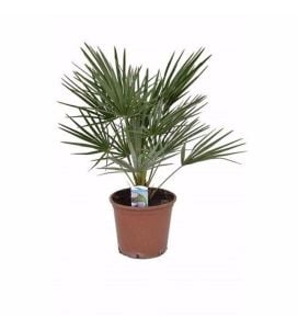 Bodur Akdeniz Palmiye Fidanı 40Cm-60Cm