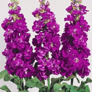 Mor Şebboy Fidanı 40Cm-60Cm