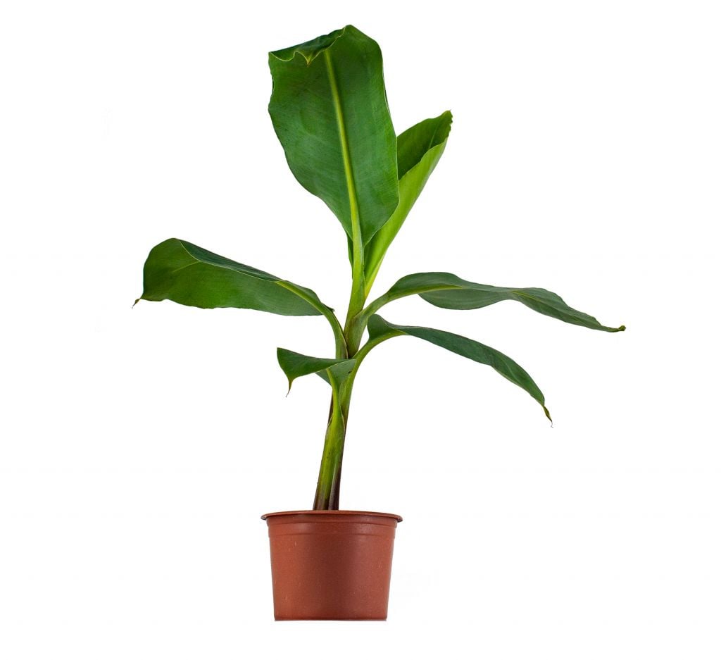Muz Ağacı Fidanı 80Cm-100Cm