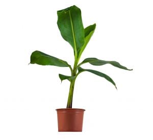 Muz Ağacı Fidanı 80Cm-100Cm