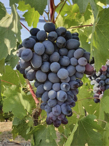 Sangiovese Üzüm Fidanı 2 Yaş 40 Cm 60 Cm