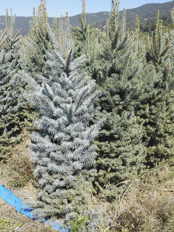 Mavi Ardınç Aşılı Tijli 120 Cm