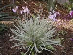 Alacalı Sosyete Sarımsağı 40Cm-60Cm