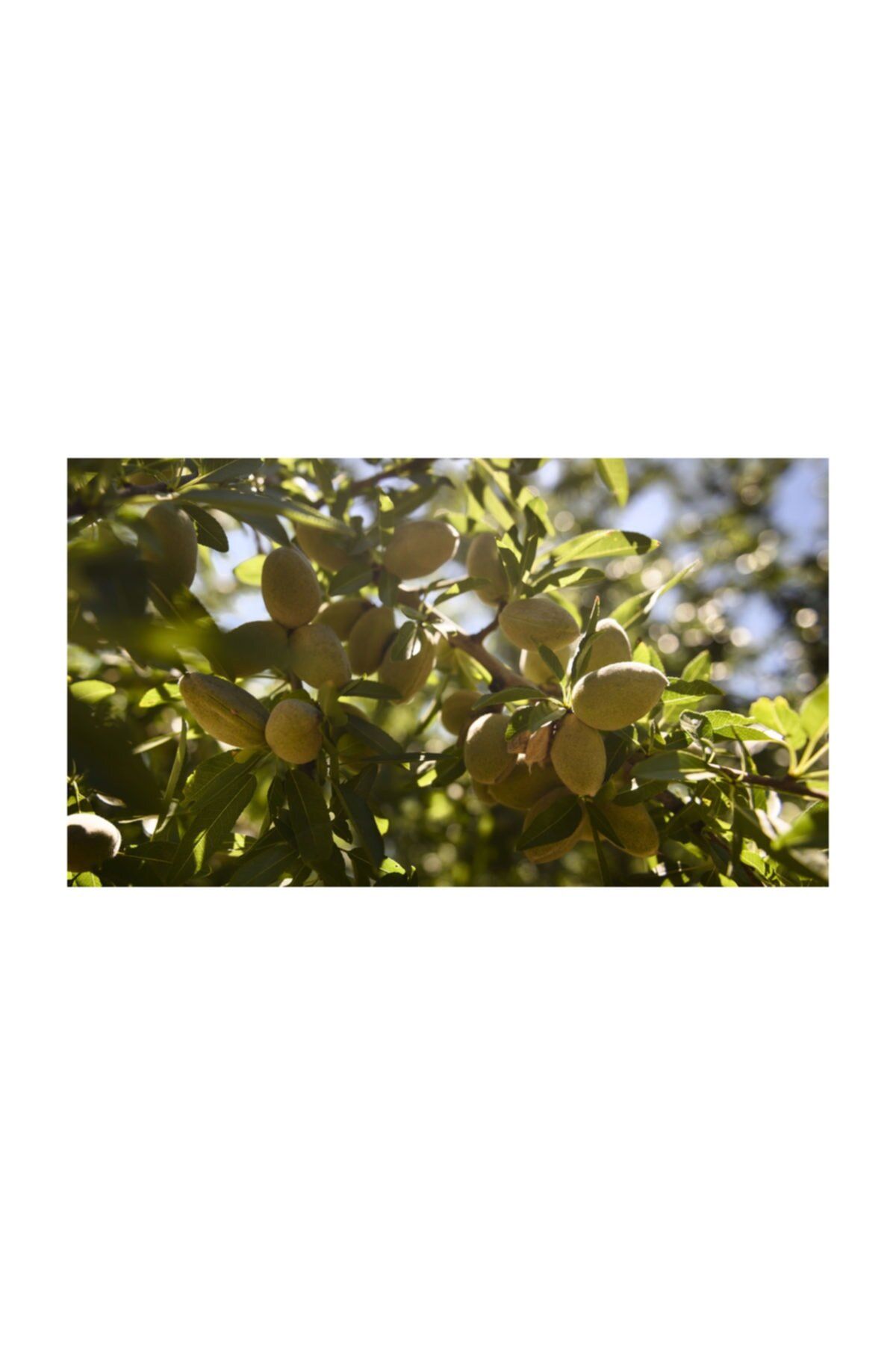 Garrigues Badem Fidanı 5 Yaş 150-200 Cm