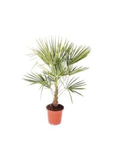 Palmiye Fidanı 80Cm-100Cm