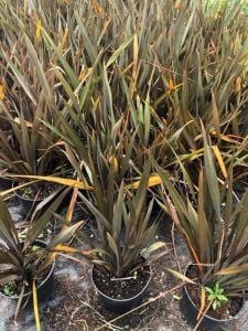 Yeşil Kahve Zelanda Keteni Phormium 40Cm-60Cm
