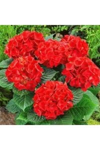 Krem Kenarlı Kırmızı İthal Ortanca 40 Cm 60 Cm