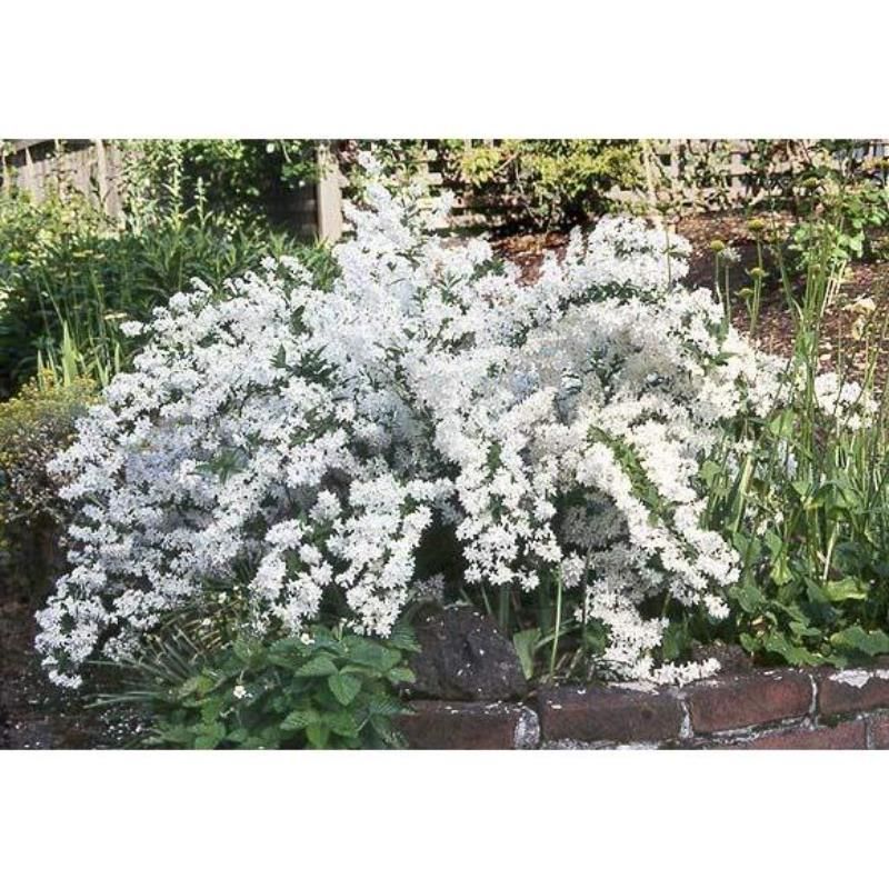 Havlu Püskülü Fidanı 40Cm-60Cm