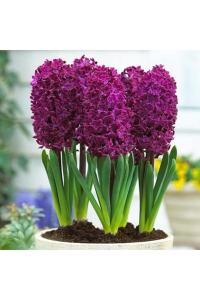 Mor Sümbül Fidanı 5Cm-15Cm