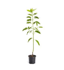 Füerte Avokado Fidanı 60-80Cm
