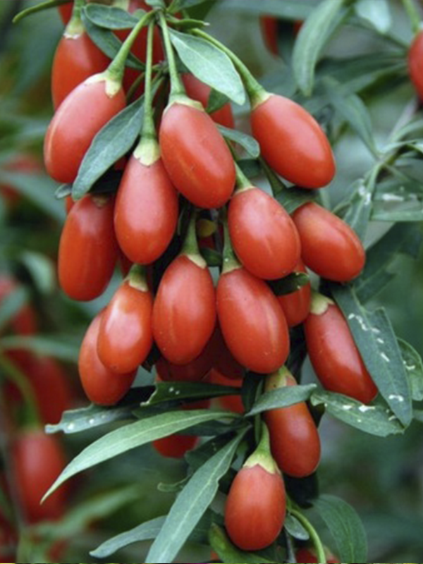 Kırmızı Kurt Üzümü Fidanı Gojiberry 40-60Cm