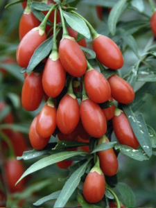 Kırmızı Kurt Üzümü Fidanı Gojiberry 40-60Cm