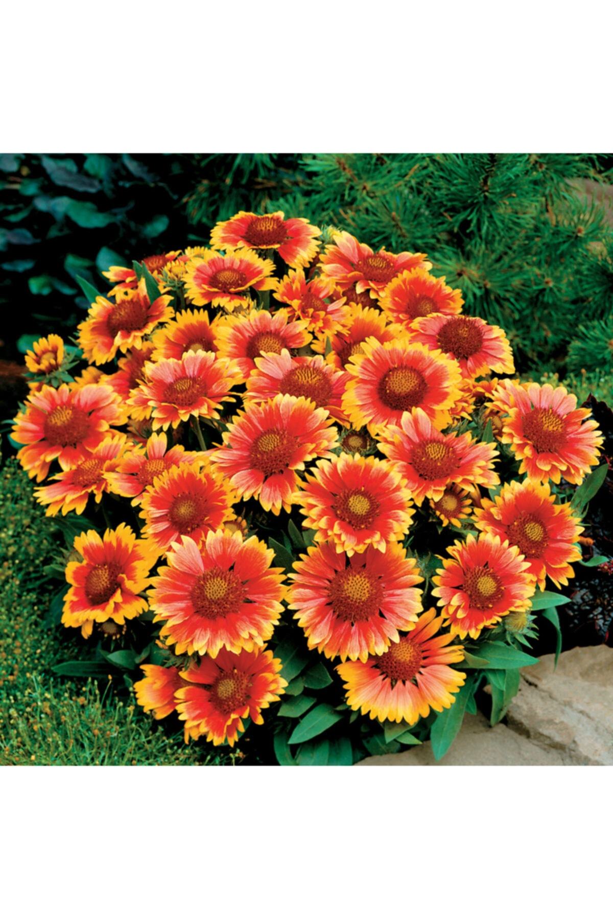 Gayret Çiçeği 20Cm-40Cm