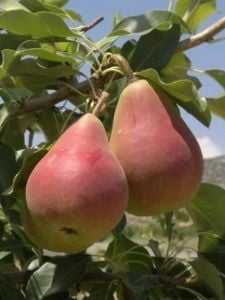 Etruska Armut Fidanı 3 Yaş 100 - 120 Cm